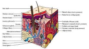 Integumentary System Facts Cross Section Of The Skin Structures Used For Sensing Are Labeled Integumentary System Skin Structure Subcutaneous Tissue
