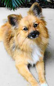 One way to determine the ancestry of your mixed breed is through a dna test. Paperanian Papillon Pomeranian Mix Home Facebook