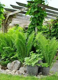 Ostrich Ferns Matteuccia Struthiopteris Native Zone 3 8 Loamy Soil Moist Wet Soil The Tightly Wound I Tropisk Tradgard Tradgardsideer