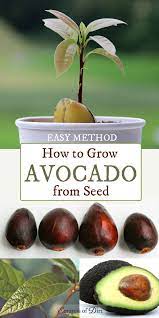Grown an avocado tree with the wet towel method. How To Grow An Avocado From Seed Easy Method Empress Of Dirt