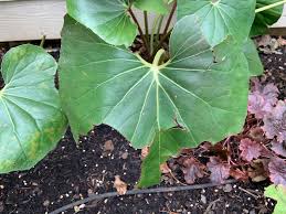 Once your tree has reached 8 years old, you no longer need to increase the amount of nitrogen fertilizer. Too Much Manure Can Make Fruit Trees Overproduce Ask An Expert Oregonlive Com