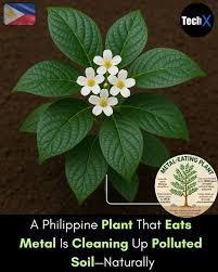 Image result for Rinorea