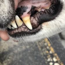 At englewood animal health center, we understand that your pet is an important member of your family and deserves the best, most advanced care available today. Loving Care Animal Hospital 28 Photos 46 Reviews Veterinarians 444 E Northwest Hwy Palatine Il Phone Number