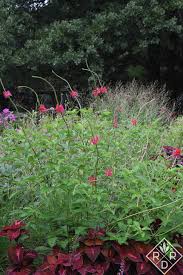 Image result for Stachytarpheta