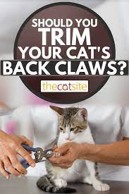 Dec 03, 2019 · trim as many claws as you can before the cat wakes up. Should You Trim Your Cat S Back Claws Thecatsite Articles