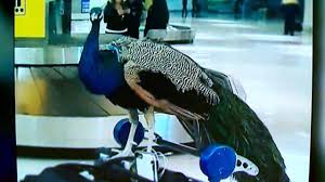 Check spelling or type a new query. Southwest Airlines Bans Exotic Emotional Support Animals Cbs News