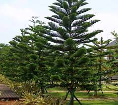 Akar tanamancemara memiliki perakarang tunggang, memiliki warna putih kotor atau kekuningandan digunakan untuk menyerap unsur hara tanah dan air. 14 Jenis Cemara Dan Klasifikasinya Guru Sains