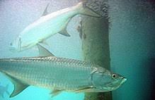 Tarpon Wikipedia