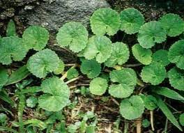 Check spelling or type a new query. Daun Pegagan Steemit