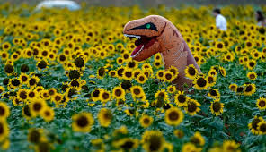 Gambar bunga matahari | siapa sihh yang tidak kenal dengan bunga idah yang satu ini, bunga matahari atau yang dikenal dalam bahasa inggris dengan nama sunflowers merupakan bunga yang bijinya sering dimanfaatkan sebagai cemilan. Foto Indahnya Hamparan Bunga Matahari Di Kansas Amerika Serikat Kumparan Com