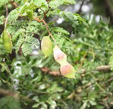 Image result for Acacia burkei