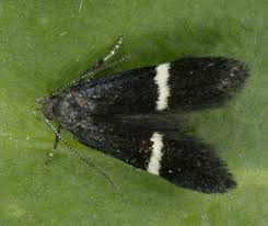 Image result for Scrobipalpula diffluella