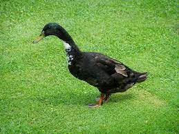 Dihalaman ini anda akan melihat gambar hitam putih itik yang menarik! Bebek Pelari India Bebek Hitam Dan Putih Unggas Rumah Pikist
