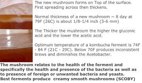 Kombucha Mushroom Scoby Gallery Whats Good Whats Not