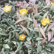 Image result for Nananthus