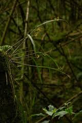 Image result for Polystachya steudneri