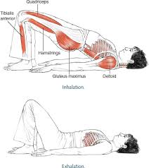 Bridge Pose Dwi Pada Pitham Pose Yoga Anatomie Yoga Etirement Musculation