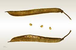 Image result for Tephrosia vogelii