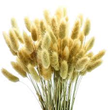 Check spelling or type a new query. Amazon Com June Fox 100 Pcs Dried Pampas Grass Stems Bunny Tails Dried Flowers For Arrangements Hried Bundle For Photo Props Home Decor Kitchen Dining