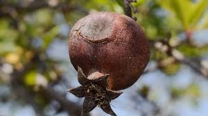 Try to store the mango so the sap runs out from the stem away from the fruit. Wallpaper Pomegranate Tree Ripe Fruit 3840x2160 Uhd 4k Picture Image