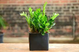 Zz Plant Zamioculcas Zamiifolia Compact Lush Glossy Foliage In A Petite Package Makes A Great Gift For Any Occasion Avai Plants Zz Plant Plant Delivery