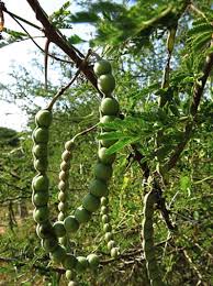 Image result for Acacia nilotica