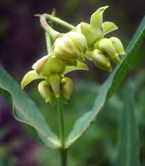Mead S Milkweed