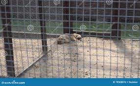 Hamster and Meerkat Animals in Zoo Cages. Stock Footage - Video of siting,  feed: 78508876