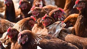 While other h5n1 influenza strains are known, they are significantly different on a genetic level from a recent, highly pathogenic, emergent strain of h5n1, which was able to achieve hitherto unprecedented global spread in 2008. Vogelgrippe Aktuelle Themen Nachrichten Bilder Schwarzwalder Bote