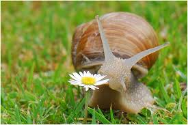 Die Weinbergschnecke Helix Pomatia Weinbergschnecke Schnecken Lustige Bilder