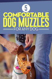 5 Best Dog Muzzle For Dogs Of All Sizes In 2019