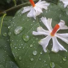 Image Result For Parijata Flower And Krishna Vishnu Purana Flowers Valley Of Flowers White Flowers