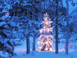 Choose from a curated selection of christmas wallpapers for your mobile and desktop screens. White Christmas Tree Forest Lights Tree New Year Hd Wallpaper Wallpaperbetter