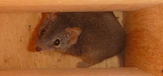 Testing The Effectiveness Of Nest Boxes For Threatened Species