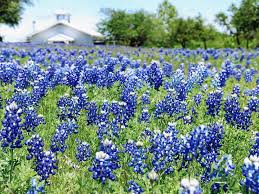 Maybe you would like to learn more about one of these? How Texas Winter Storm Could Affect 2021 Bluebonnets And Wildflowers Culturemap Dallas