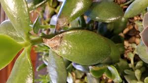Check spelling or type a new query. Brown Spots On Succulent Plants Home Garden Joy