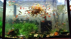 Fish Tank Aquariums Fhd 20m How Freshwater Fish Eat Saltwater Fish Feed Community Fish Tank Molly Fish Aquarium Fish