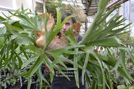 Image result for parožnatka Platycerium