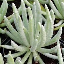 Image result for Senecio forbesii