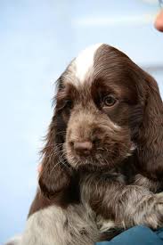 Sweet Chocolate Roan Cocker Spaniel Cocker Spaniel Puppies Cute Animals Puppies