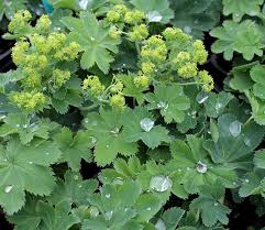 Image result for Alchemilla ellenbeckii