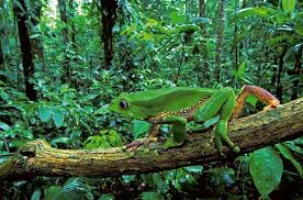 Image result for z p%u0159ednice jedovat 