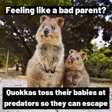 Ok Now I Feel Better After All I Do What I Can Cute Animals Animals Happy Animals