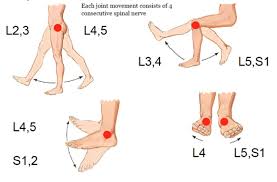 Segmental Sensory Innervation Dermatomes Of Lower Limb