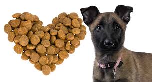 Character the belgian malinois is energetic, lively and eager to work. Feeding A Belgian Malinois Puppy