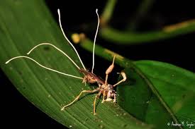 Dead Wasp With Cordyceps Fungus Found In Cusuco National Park Honduras Cordyceps Fungi Cordyceps Fungus