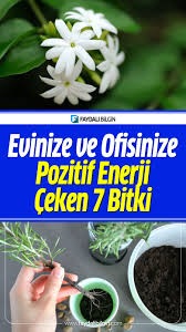 Evinize Ve Ofisinize Pozitif Enerji Ceken 7 Bitki Cicek Bakimi Bitki Sifali Bitki Bahcesi Organik Bahcecilik Fikirleri