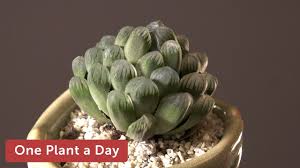 Maybe you would like to learn more about one of these? Haworthia Cooperi Var Truncata Houseplant Care 355 Of 365 Youtube
