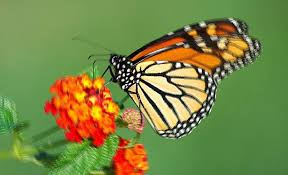 La farfalla notturna (la falena) che viene attirata dalla luce e spesso, avvicinandosi troppo muore bruciata, è il simbolo dell'attrazione fisica e spirituale di due esseri. Farfalla Farfalle Interpretazione Dei Sogni Romoletto Blog