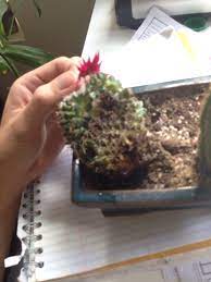 Cacti are remarkably durable and low in maintenance. Can I Save My Oozing Cactus What Happened To It Puss And Ooze Saw Some Tiny Bugs Gardening